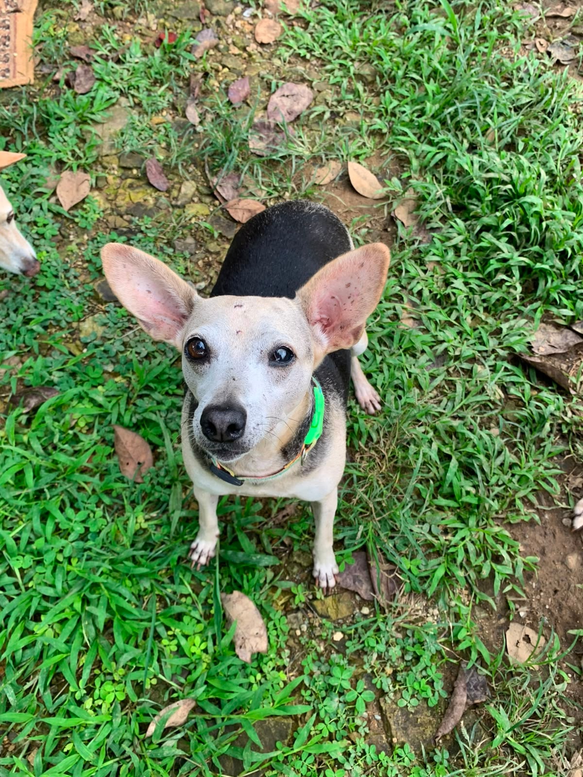 Bamba, la perrita rescatada en Pérez Zeledón que sobrevivió a un atropello estando embarazada.