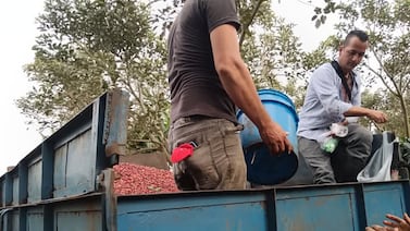 Conocida finca busca personal para recolectar café y no piden experiencia