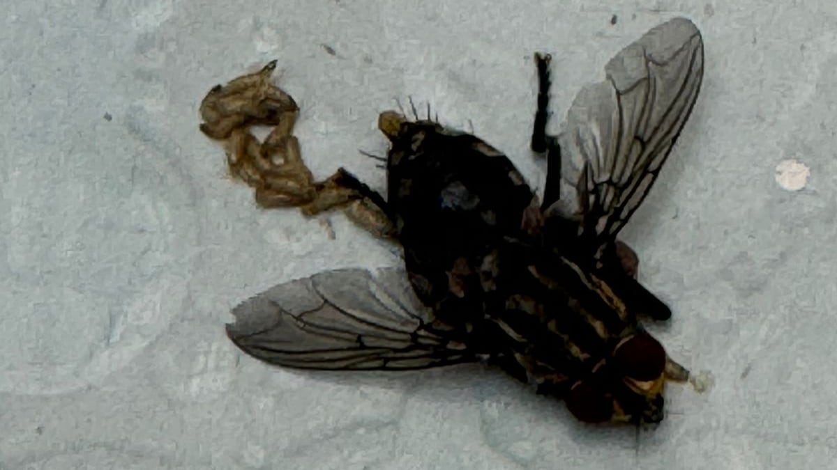 Así se observa la mosca que porta el gusano barrenador, una vez que muere.