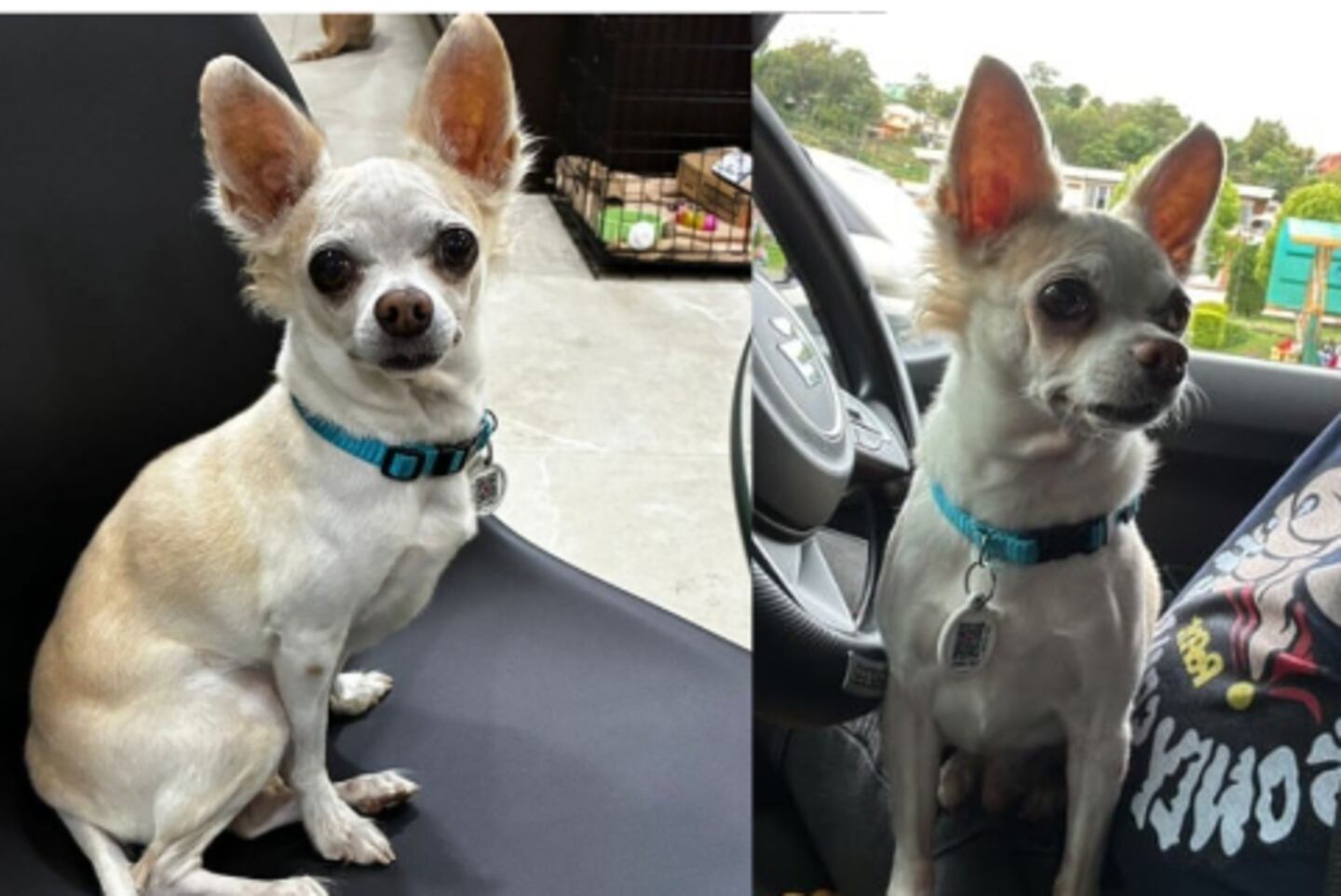 Dueña busca desesperadamente a Tintín, perrito chihuahua de 12 años que ...