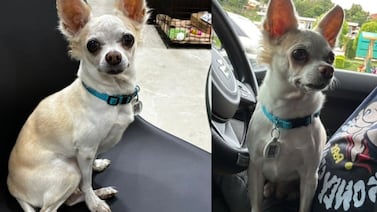 Dueña busca desesperadamente a Tintín, perrito chihuahua de 12 años que desapareció en Zapote