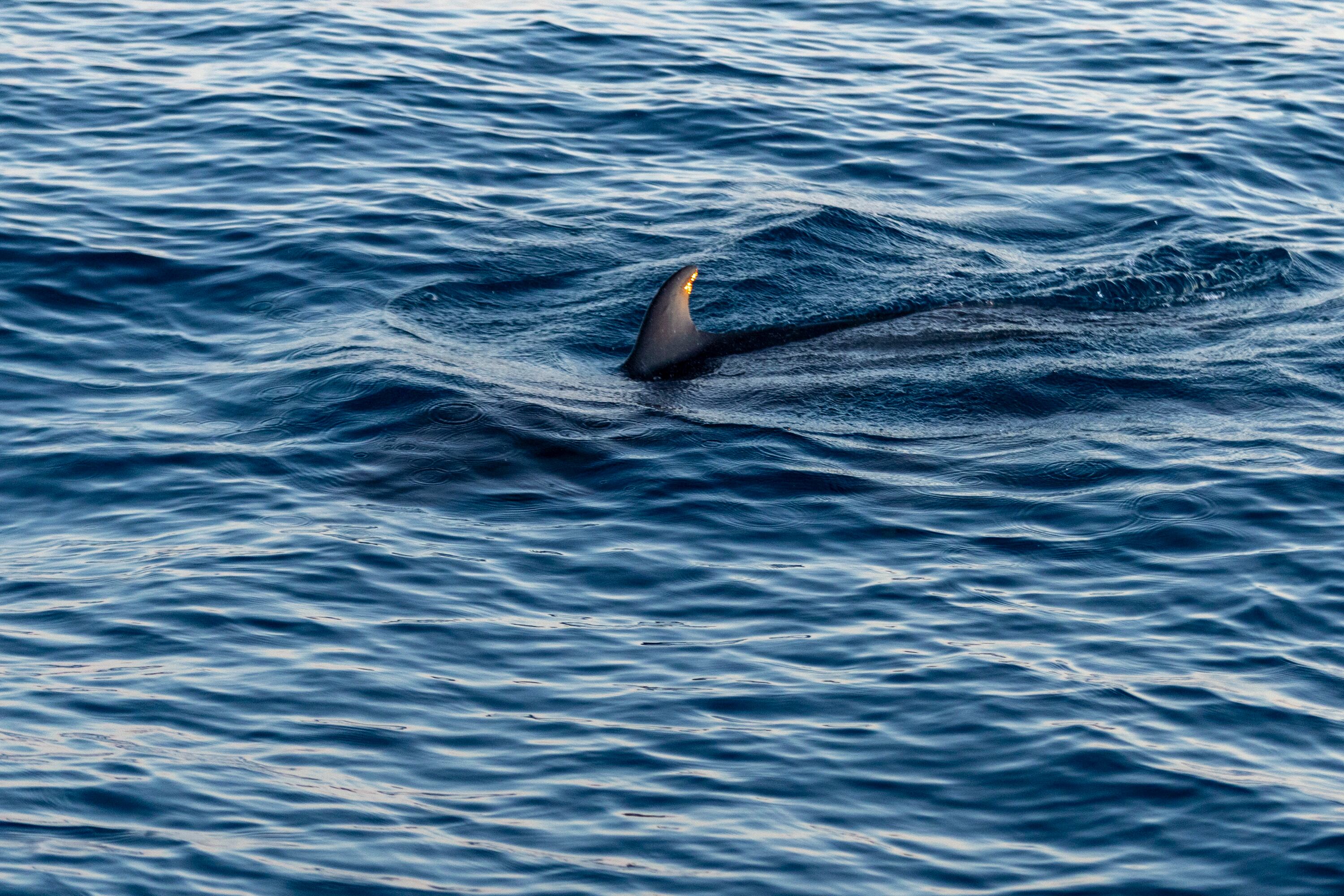 MATERIAL EXCLUSIVO DE LA TEJA.
27/02/2024, Puntarenas, Jacó y Quepos, recorrido por Carara Adventure Park y la Marina Pez Vela, para ver las atracciones que ofrecen al turismo nacional y extranjero.