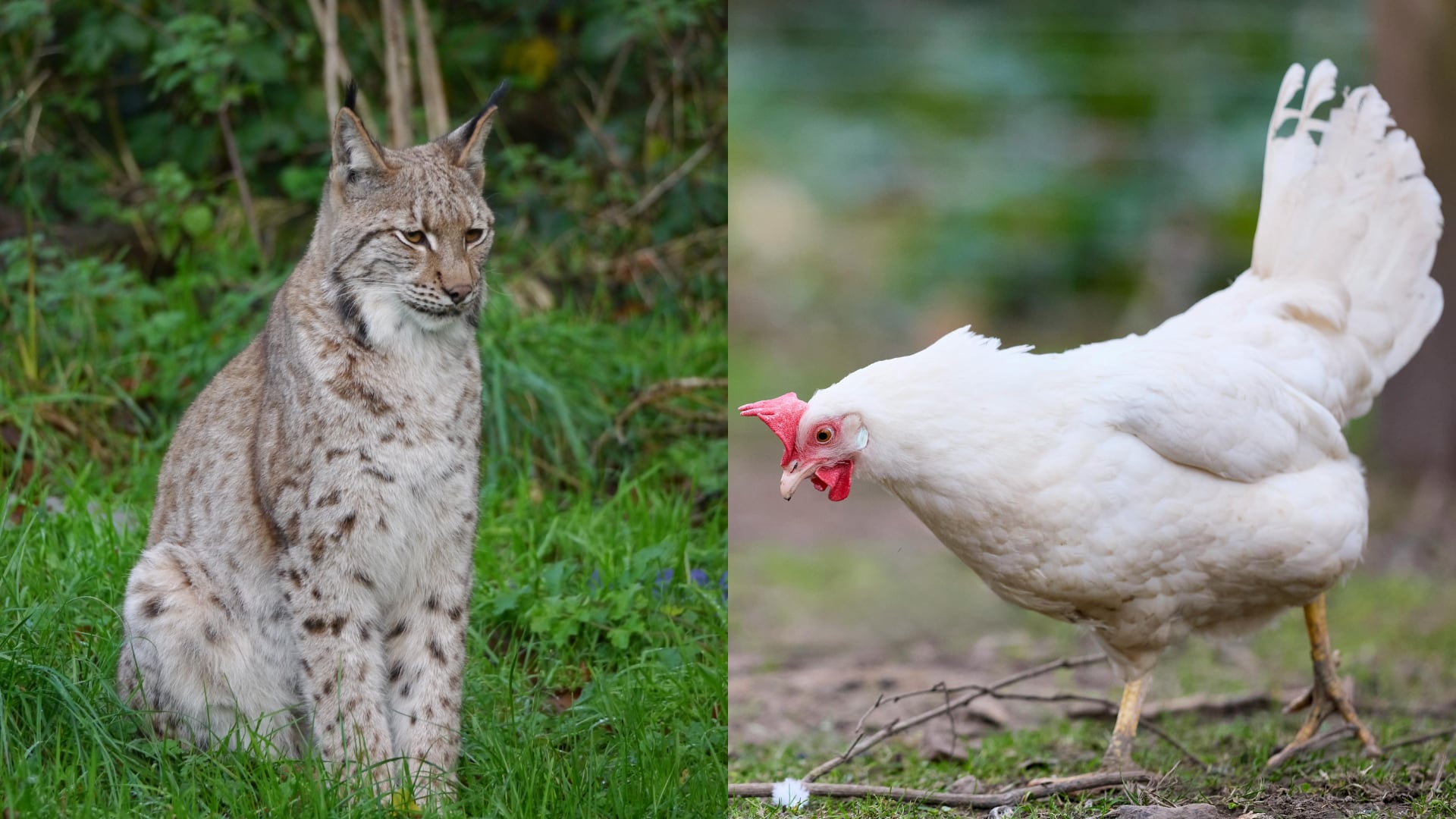 Mujer de 62 años recibe condena en Francia por matar a golpes a un lince hembra por defender a su gallina. Solo quedan 150 ejemplares de esta especie.