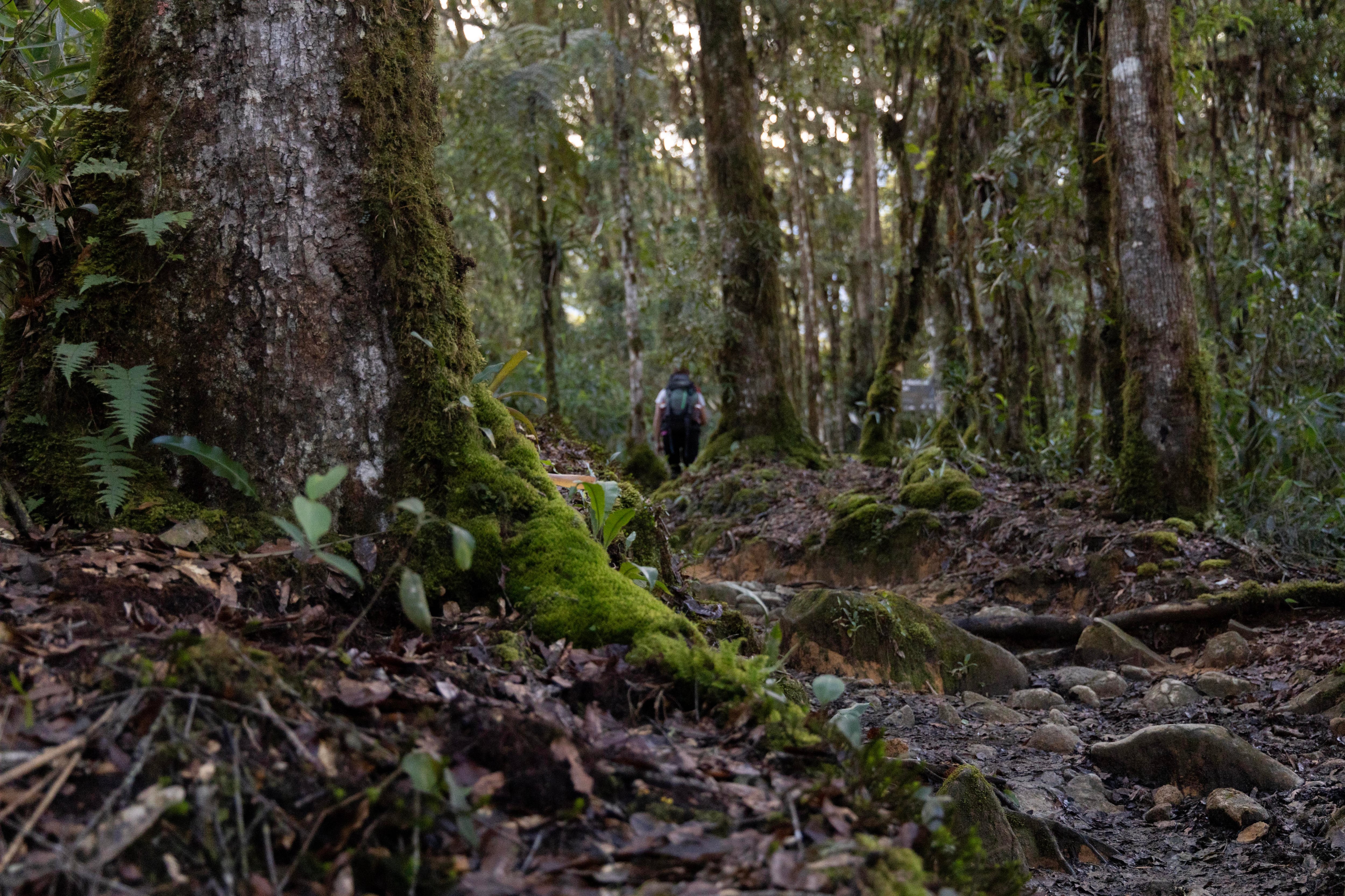 25 al 30 de Septiembre 2024. Parque Nacional Chirripo por los diferentes puntos del parque, Cerro Ventisqueros, Cerro Chirripo, Cerro Crestones, Cerro Terbi, Laguna Ditkevi, y Sabana de los Leones. Foto Alonso Tenorio