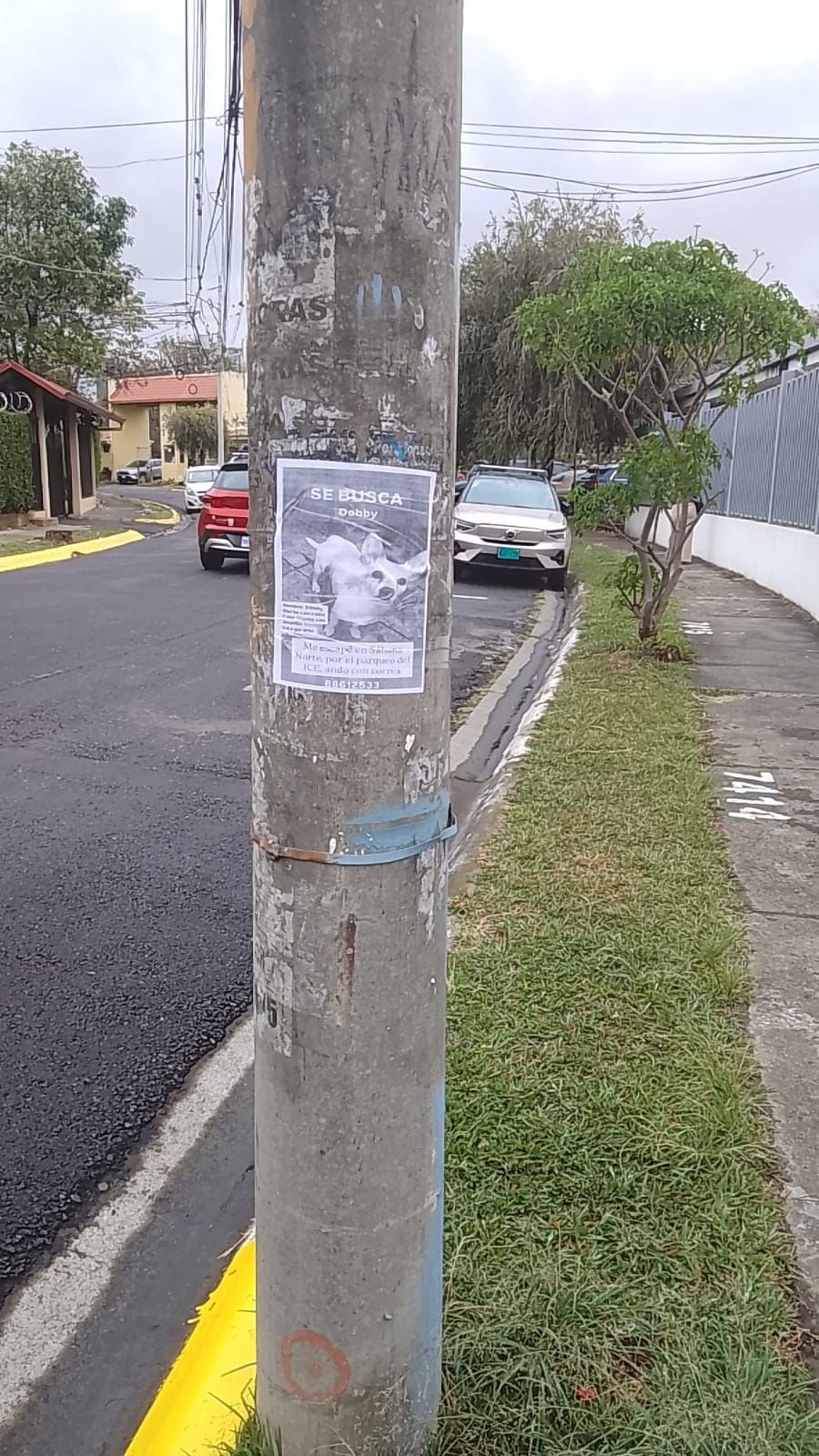 Dobby perrito que está perdido