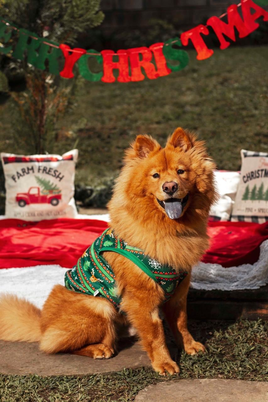 En una casa de Calle Blancos hay un miembro de la familia que no habla, pero dice muchísimo. Se llama Maximiliano, aunque todos lo conocen como Max, y es un Chow chow y la mamá humana se llama Hazel Zúñiga.