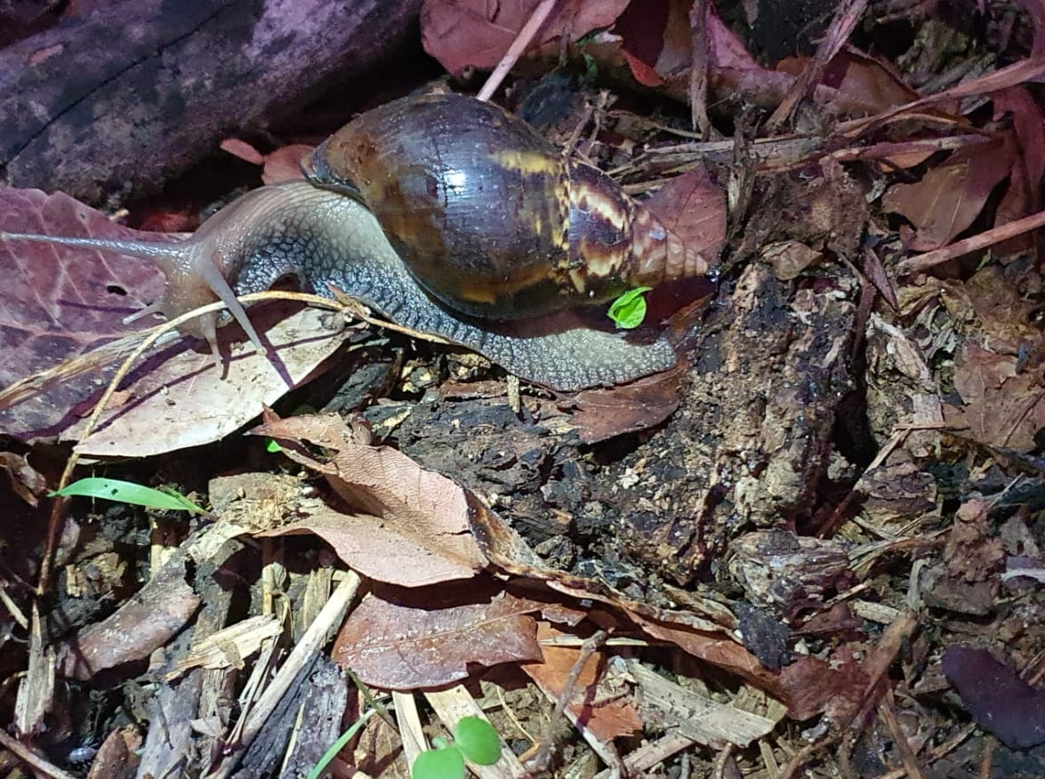El MAG alertó sobre un brote de caracol gigante africano en Heredia.