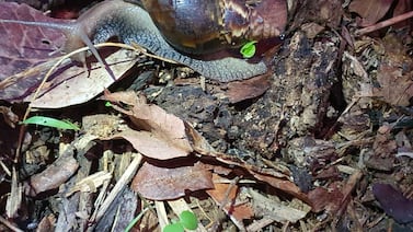 Detectan brote de caracol gigante africano en zona residencial de Heredia