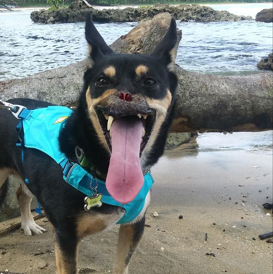 Duke el perrito macheteado en el 2016 se va a vivir a Puerto Viejo de Talamanca