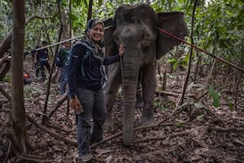 La mujer que susurra a los elefantes intenta salvarlos de la extinción en Borneo