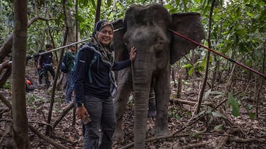 La mujer que susurra a los elefantes intenta salvarlos de la extinción en Borneo