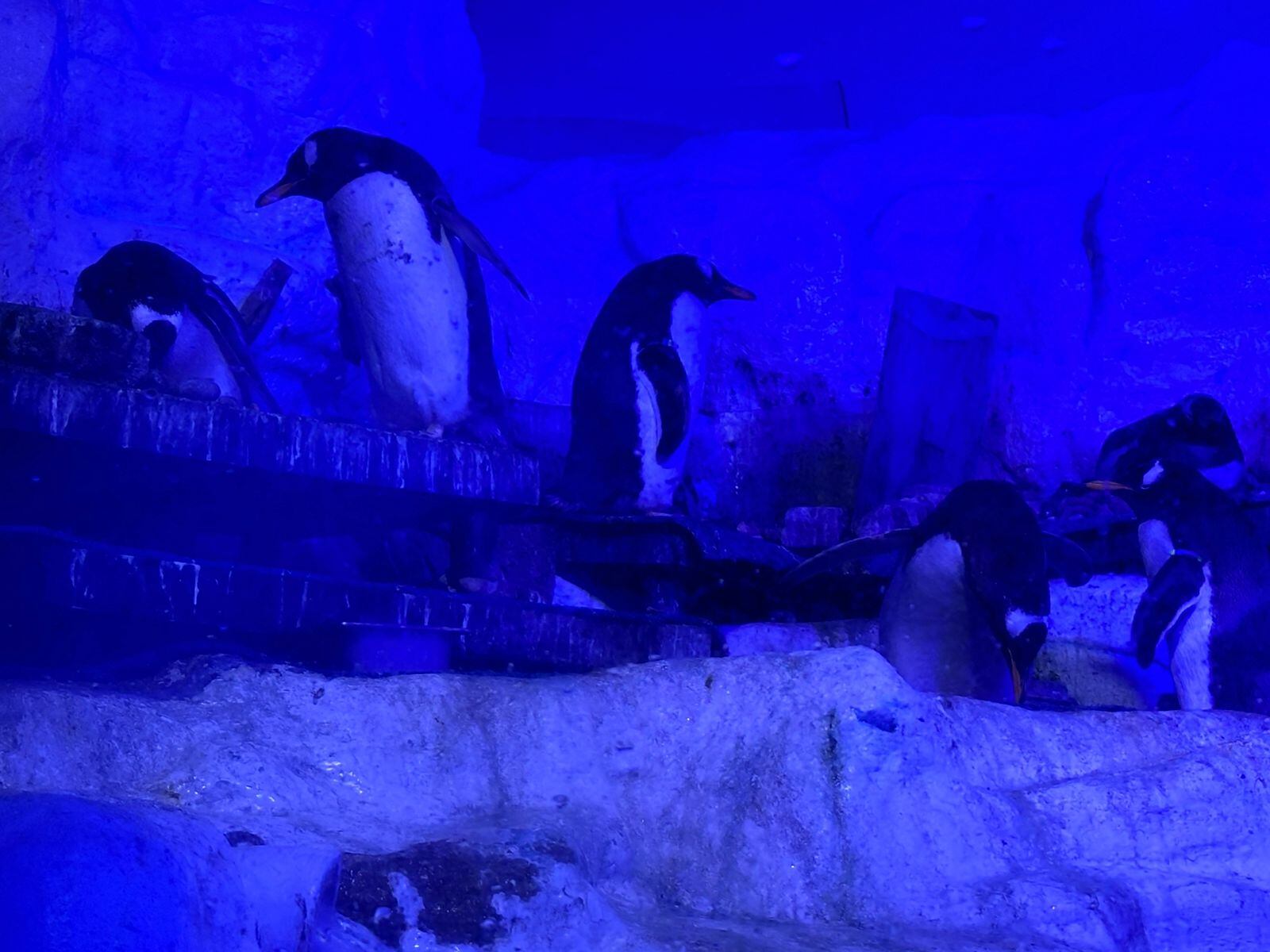 Los pingüinos son la atracción más grande que tiene el lugar.