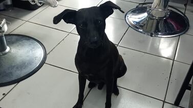 Pasó de ser un perro que recorría las calles a conseguir trabajo entre dos países