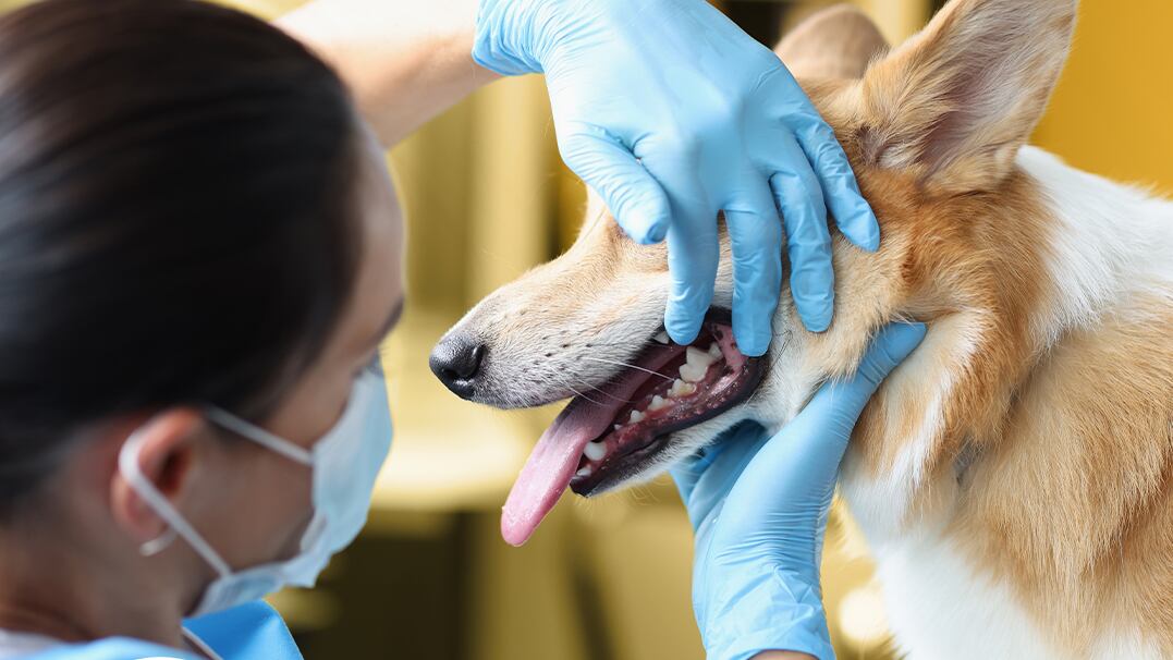 Las limpiezas dentales sin anestesia a perros han provocado que el Colegio de Veterinarios encienda todas sus alertas porque provocan extrema angustia, miedo, dolor y ponen en peligro hasta la vida de los peluditos.