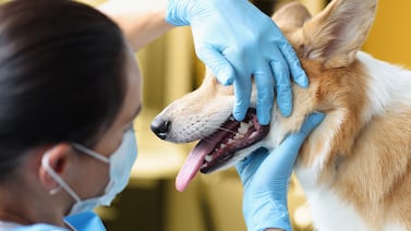 ¿Puede una limpieza dental sin anestesia matar a su perro o gato?
