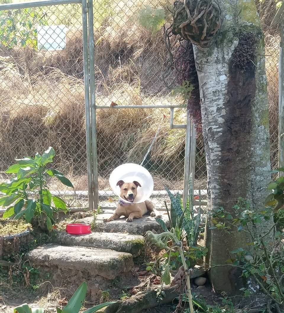 Angie Mora, presidenta Asociacion de Rescate y Adopciones Chicka & Lola