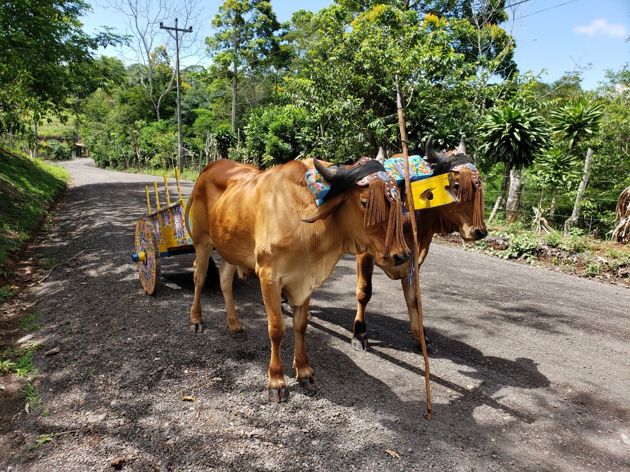 María Cambronero Marín es una puriscaleña que pinta carretas desde hace 36 años. Tiene 51 años de edad