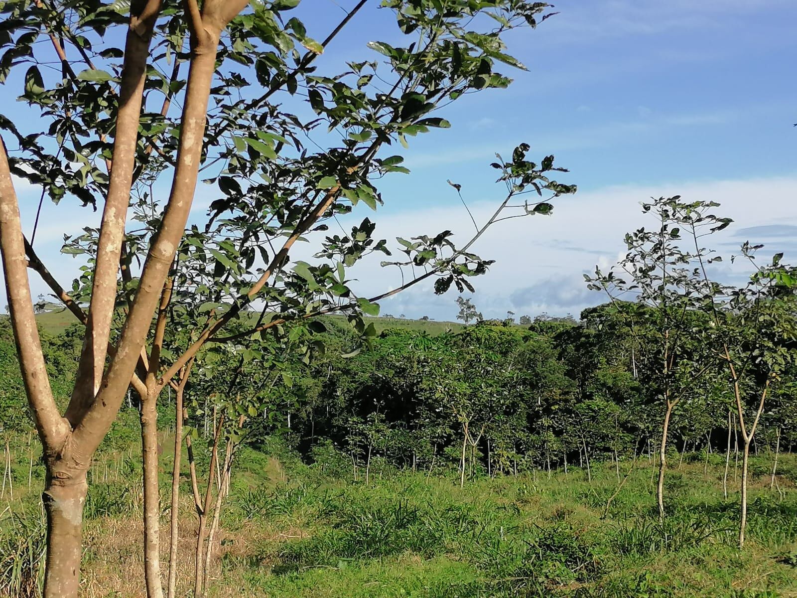 La Cooperativa de Fomento y Desarrollo para la Reforestación Sostenible (Cooprolatex), dedicada al cultivo de hule, busca a 120 pequeños y medianos agricultores de San Carlos, Upala, Limón y Talamanca, entre otras zonas, que estén interesados en sembrar hule