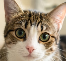 Gato