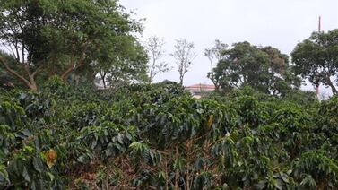 OIJ pide ayuda para identificar cuerpo de señor encontrado en cafetal en Alajuela