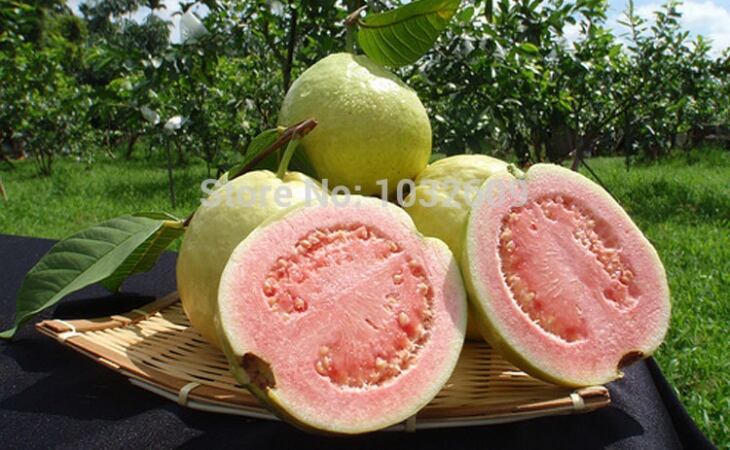 Guayaba desarrollada por la UCR