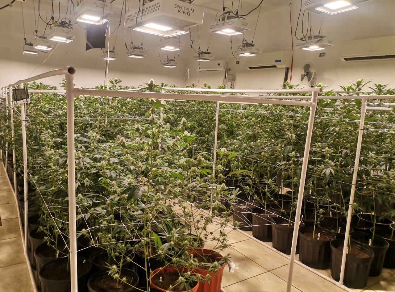 PCD desmantela laboratorio de marihuana hidropónica más grande del país. Foto MSP.