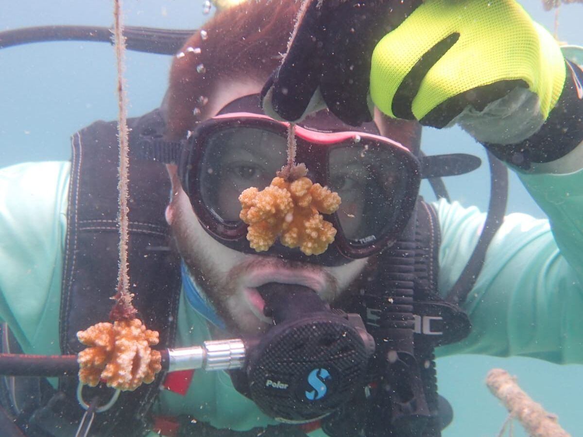 Los corales de Isal Tortuga han crecido en tiempo récord.