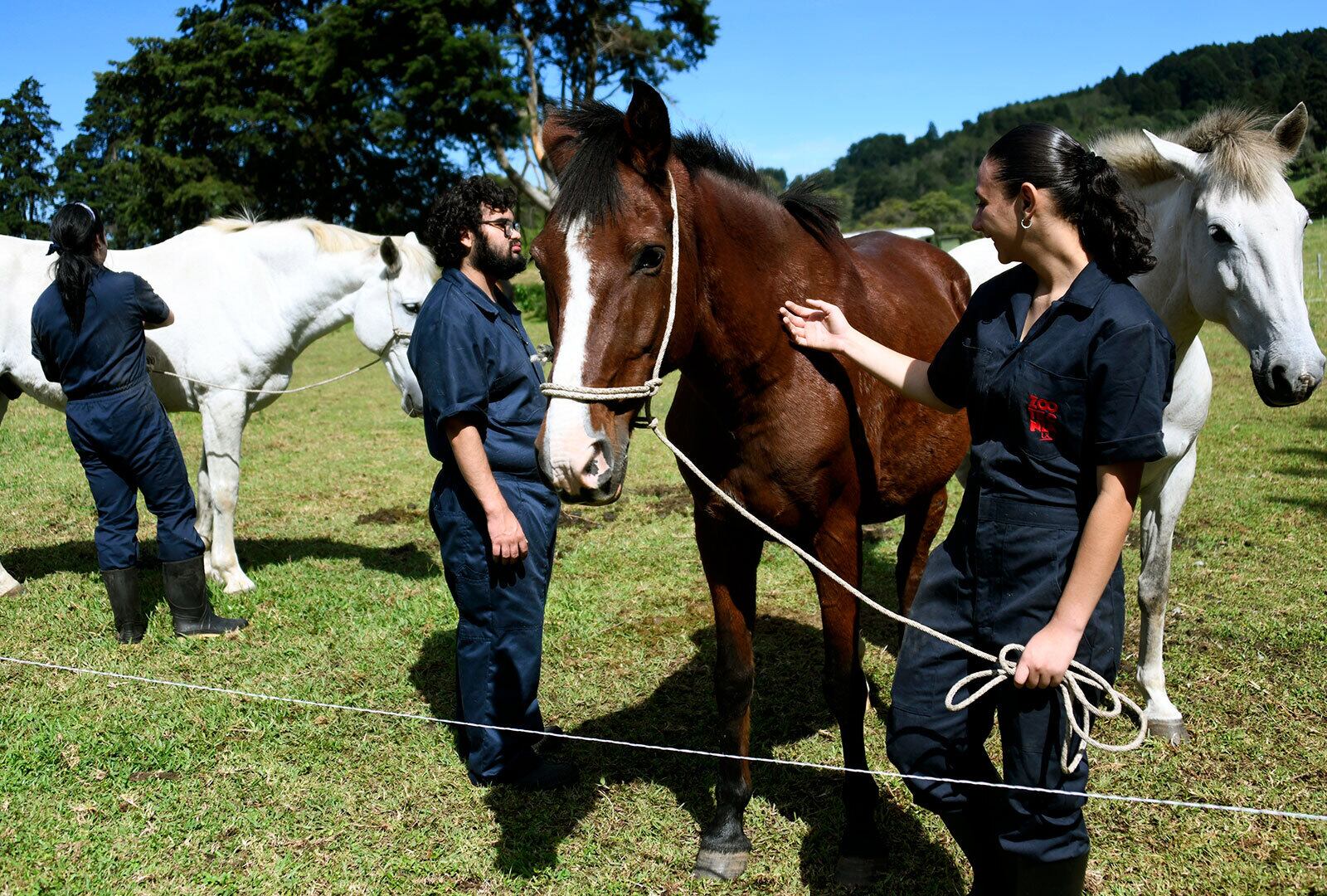 Por su buen temperamento y disposición a trabajar con humanos, estos dos caballos y una yegua fueron seleccionados por la profesora Margarita Arias para formar parte de la Unidad Equina de la Estación Experimental Alfredo Volio Mata.