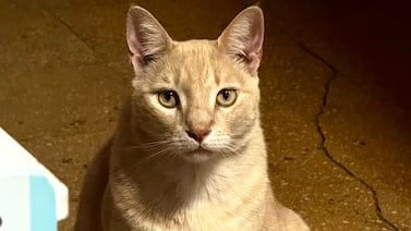 Viernes llegó llorando y terminó mandando en la casa: el gatito “militar” que conquistó una familia a su manera