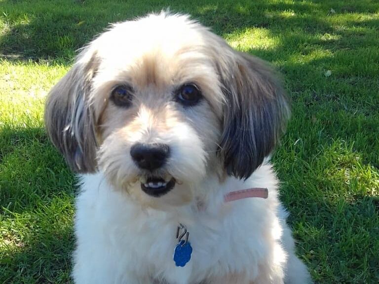 Sammy se perdió el pasado viernes en Zetillal de Goicoechea. Foto cortesía.