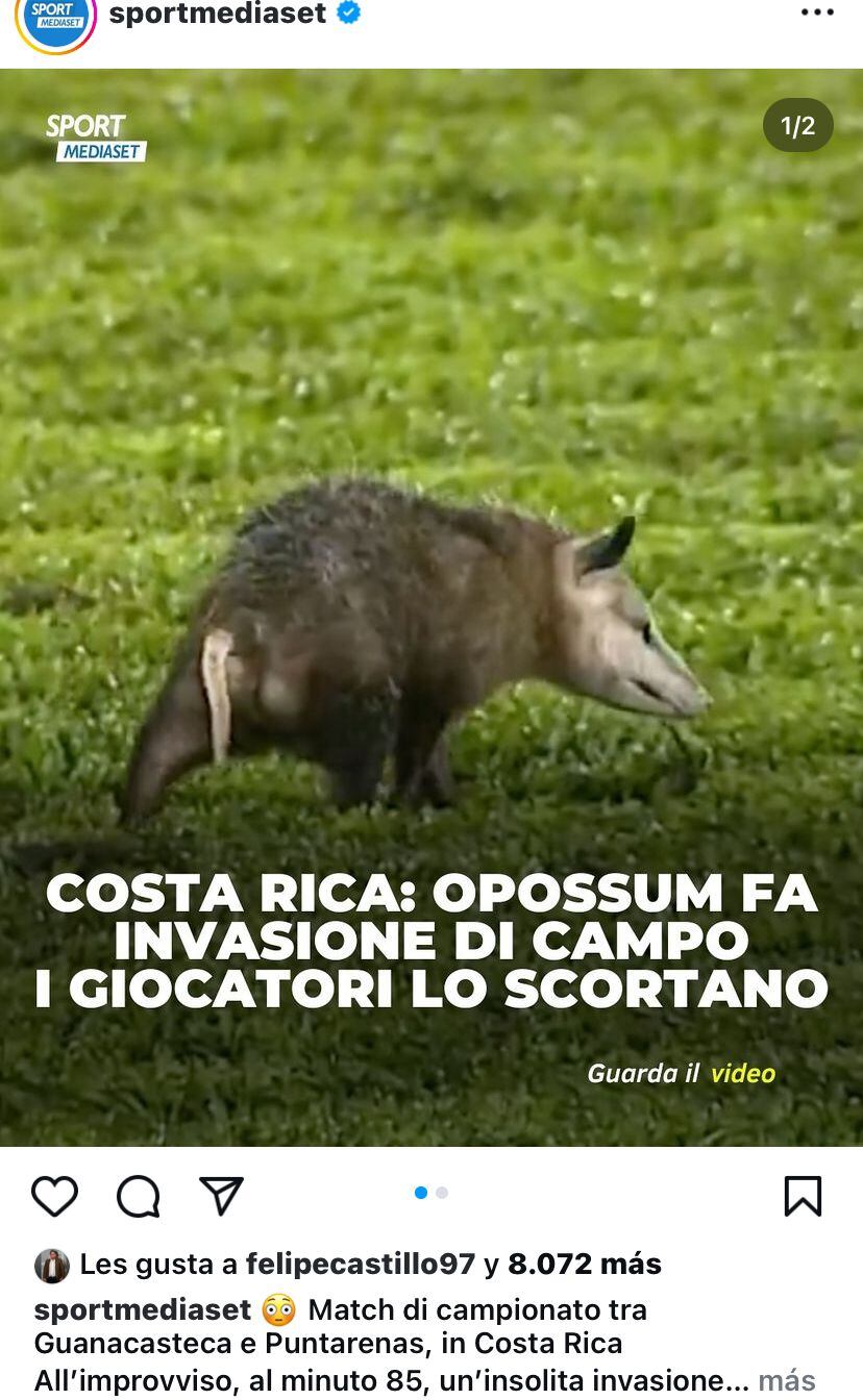 El zorro que se metió a la cancha en el estadio Chorotega en Nicoya fue noticia en Italia.