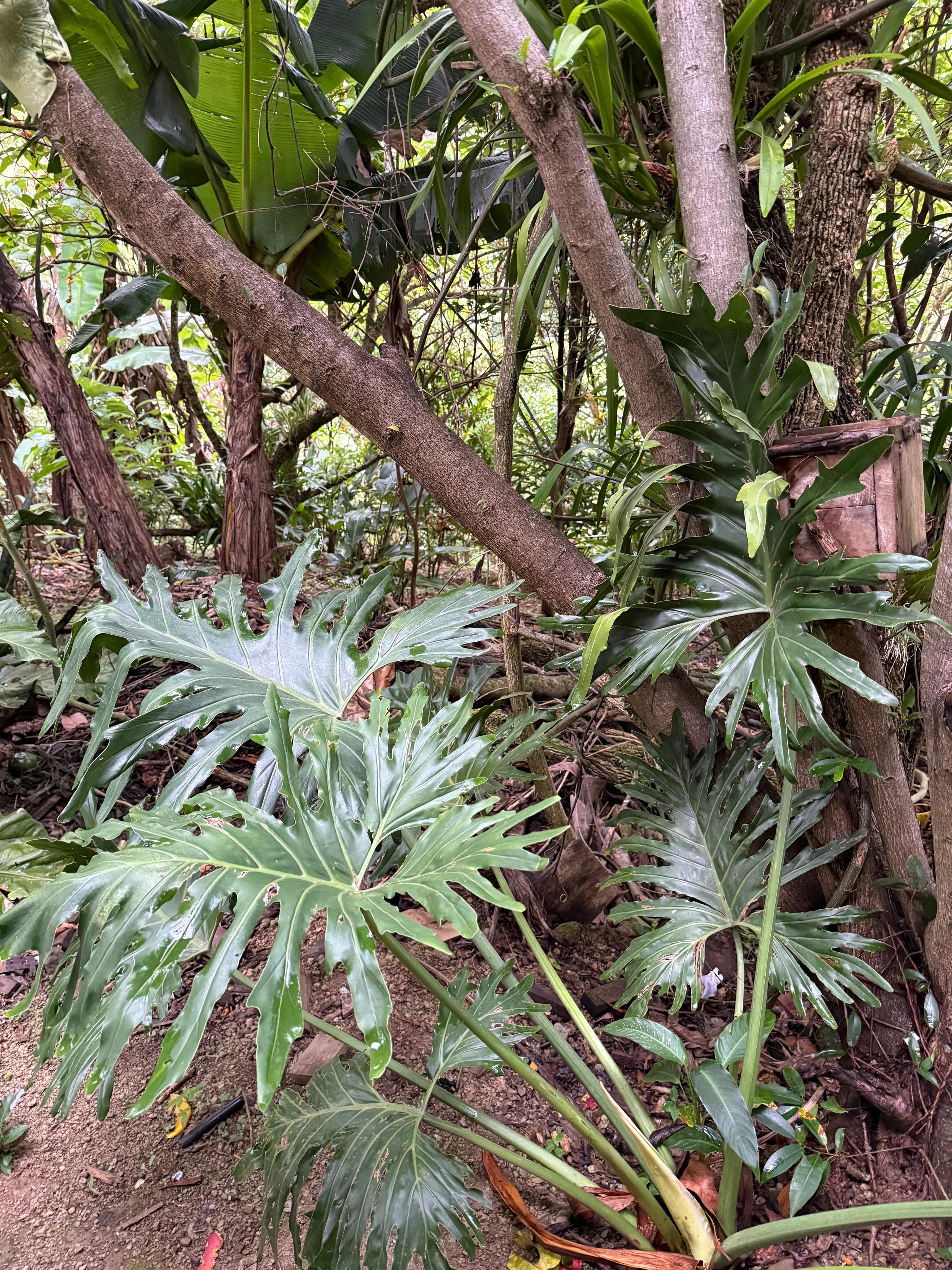 Catarata Sonidos del Silencio