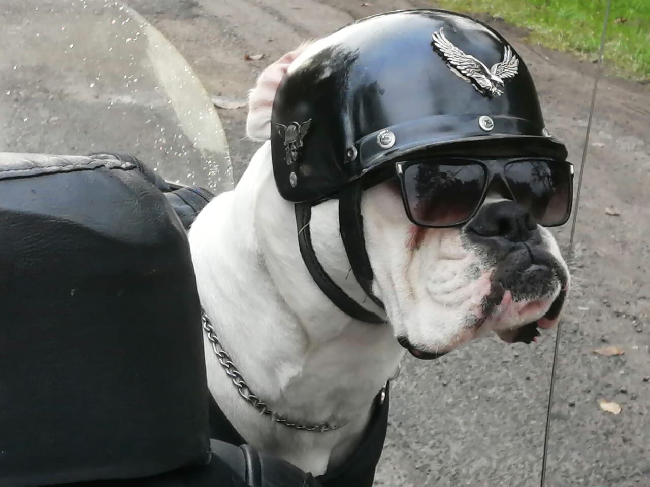 Lorenzo Alberto Cortés es un perro de raza bóxer de año y tres meses que es vecino de Lourdes de Agua Caliente de Cartago y es motoquero, el dueño es don Mario Cortés Villavicencio, más conocido como "Pato Cortés"