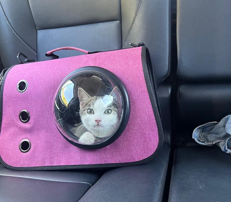 A la diputada Monserrat Ruiz se le perdió su gato, Milo