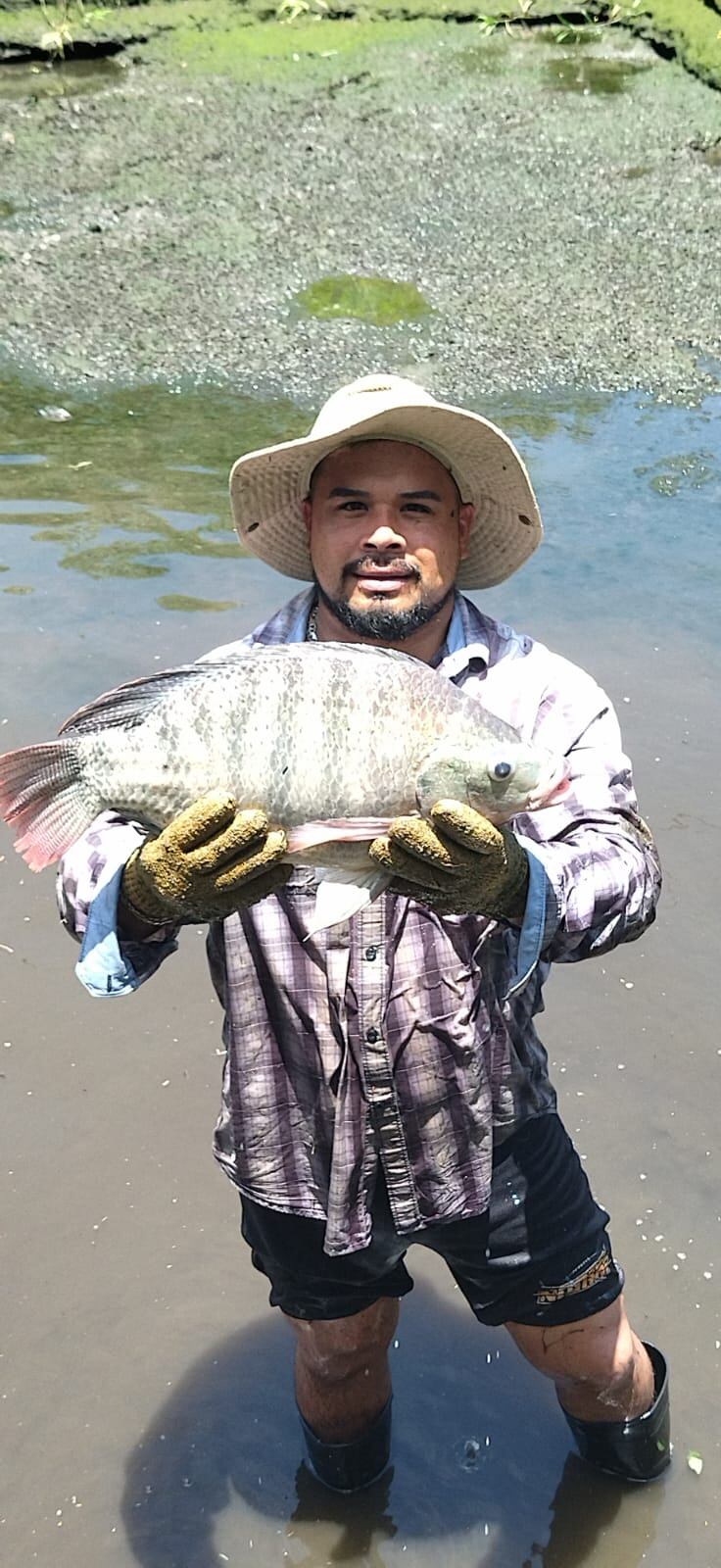 El Instituto Costarricense de Pesca y Acuicultura
(INCOPESCA) se complace en anunciar que como parte de la celebración de
su 30 Aniversario, el billete de lotería Chances de la Junta de Protección
Social, correspondiente al sorteo del 19 de abril del 2024, estará dedicado a
conmemorar este importante hito. En la foto, don Henry Vega.