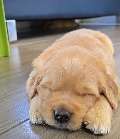 Marcelo Castro y su nuevo perrhijo.