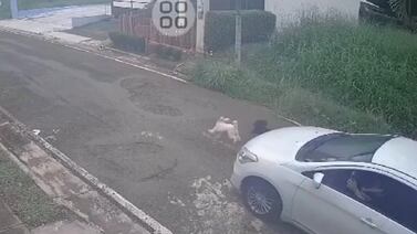 Carro mató a perrito mientras jugaba con otro can y acción queda grabada