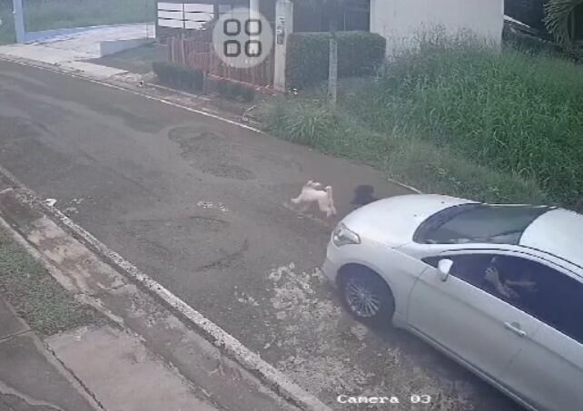 En un video se ve cómo un carro atropelló y mató a un perrito.