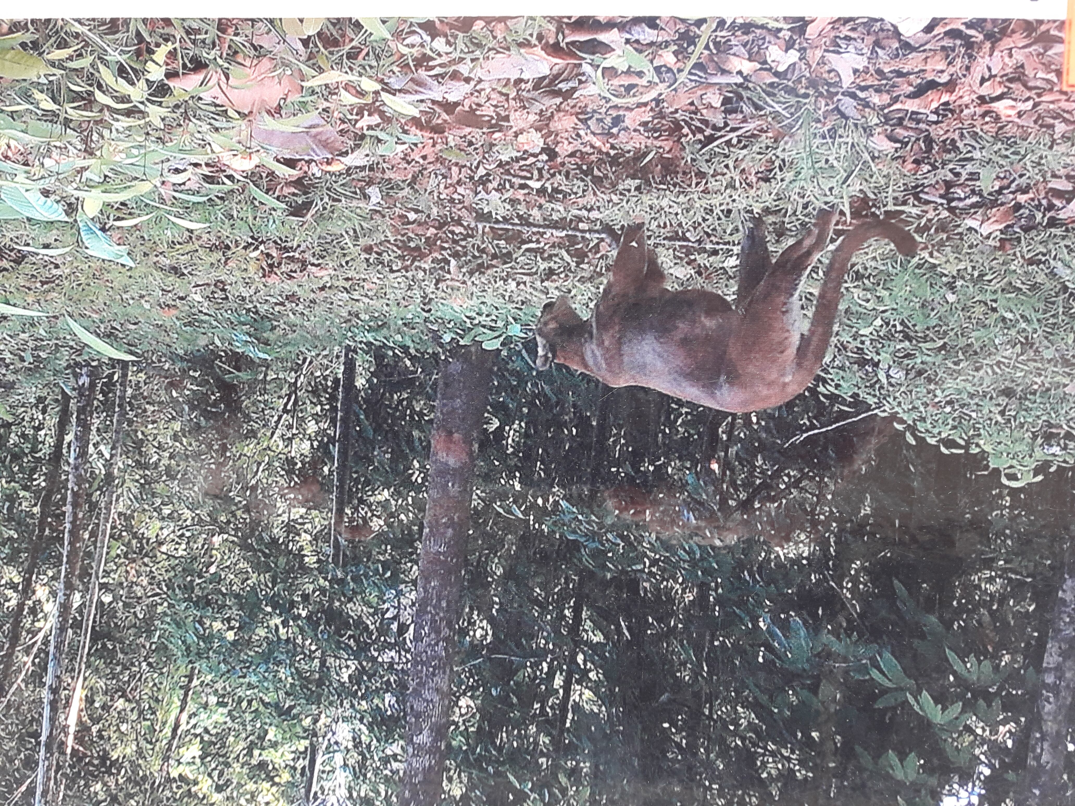 Alcides Parajeles, ambientalista que fue amenazado de muerte en Osa. Foto suministrada por Alfonso Quesada.