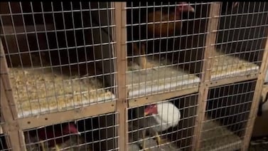 Policía frenó peleas de gallos en las que había menores de edad