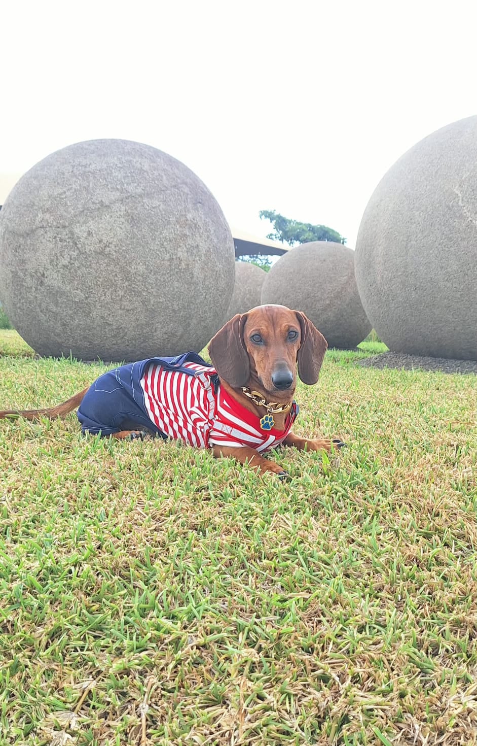 En Cartago hay un perrito salchicha que ya se ganó fama de celebridad de barrio. Se llama Bobby, tiene apenas dos años y cuando sale a caminar parece a Mr.T, porque anda una enorme cadena dorada en el cuello y con una actitud de galán que derrite a cualquiera. En la foto, con la mamá humana Shirley Estrada Badilla