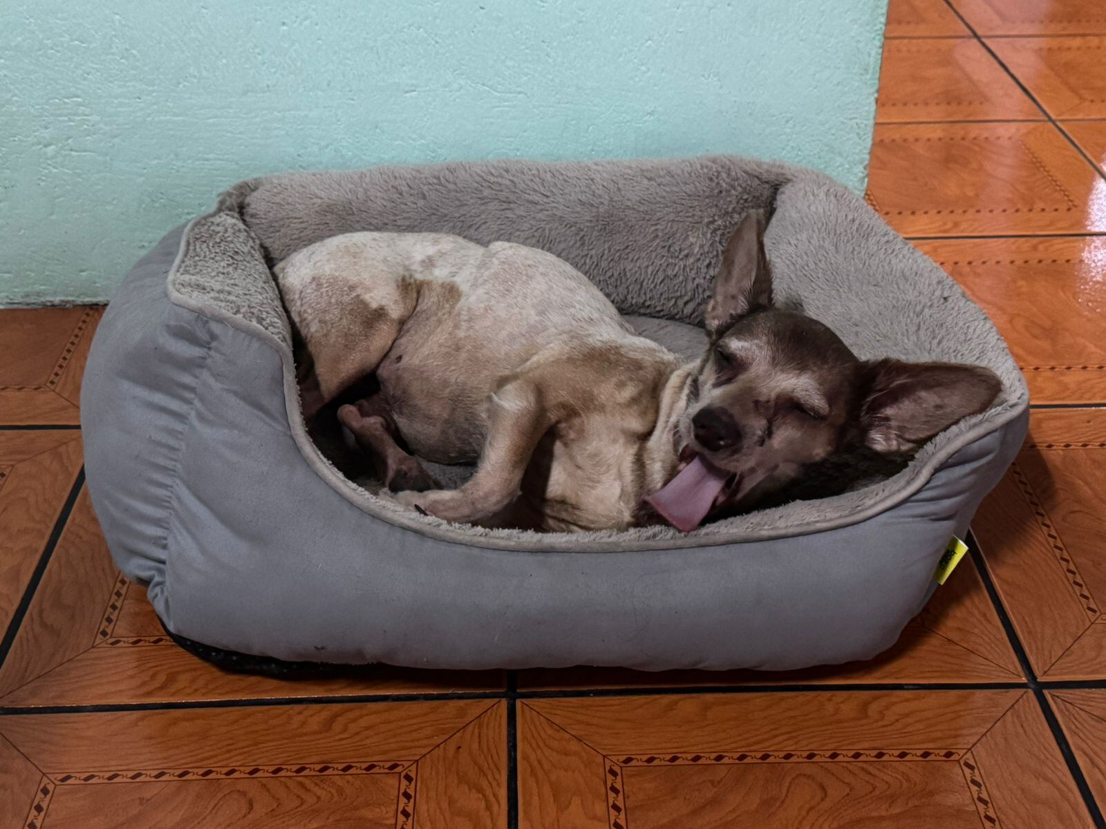 Perros de Felipe y Marcelo