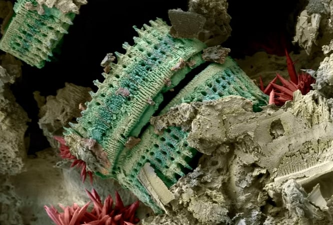 Pareja tica ganó concursos internacionales