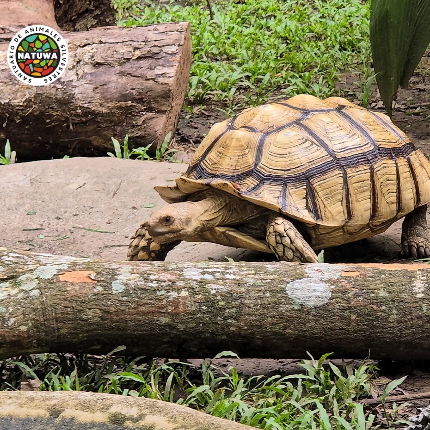 La danta Mandy sobrevivió a que se la quisieran comer y hoy es símbolo de esperanza en el Santuario de Vida Silvestre Natuwa que es propiedad del astrólogo y mentalista Minor Khayyan