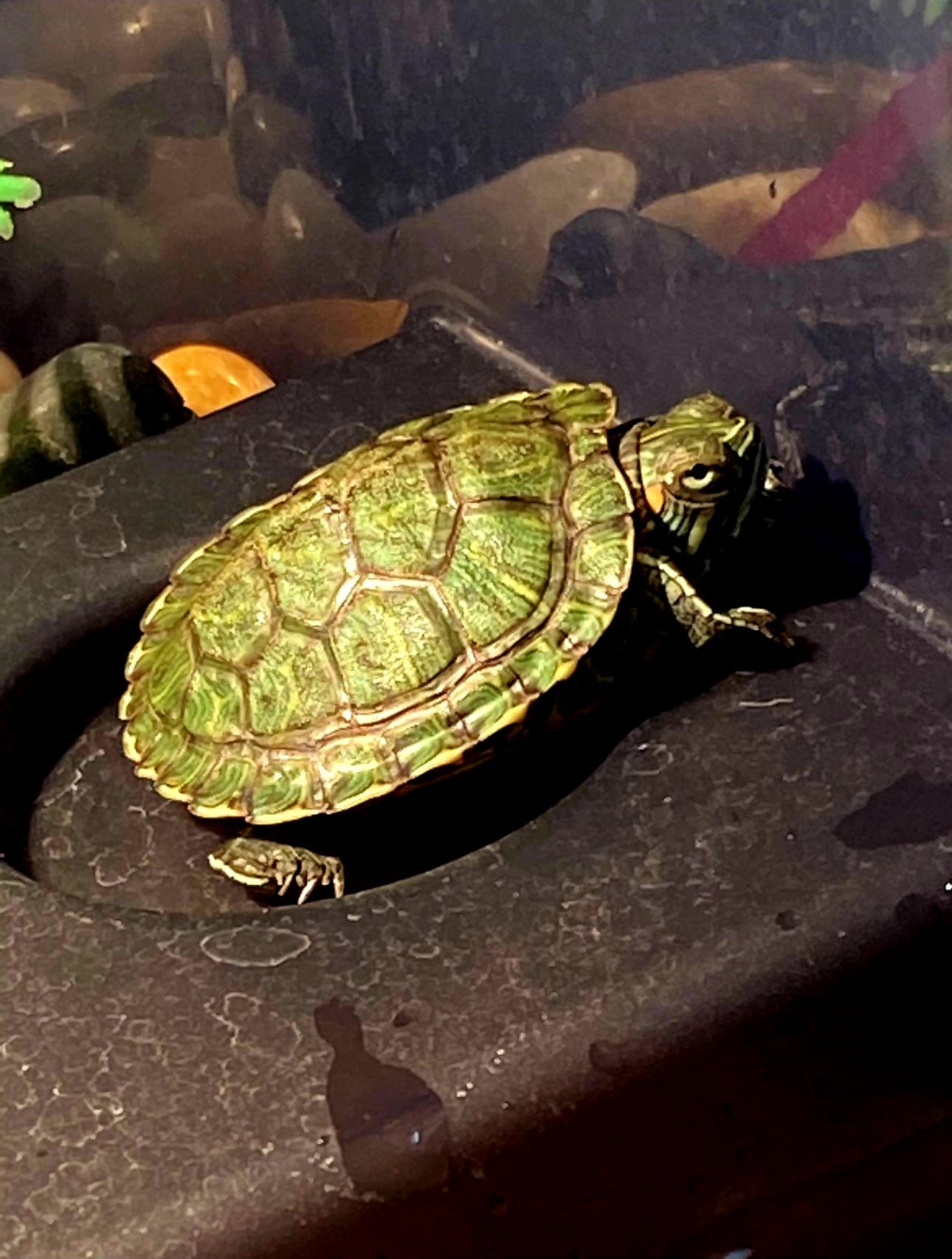 Historia de Veloz, la tortuga de agua dulce que “resucitó”, conquistó a un niño con autismo y cambió la vida de una familia costarricense en Estados Unidos. Blanca Madrigal, tica en Nueva Jersey, nos la cuenta.