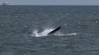Una criatura marina de más de seis metros dejó impactados a turistas