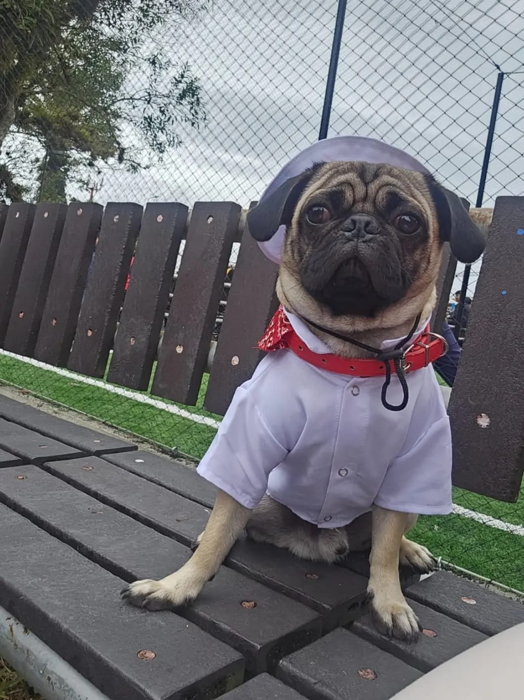 Buddy, el pug que llegó como regalo y terminó siendo el compañero inseparable de su abuelita humana, doña Francini Moya, de Paraíso de Cartago