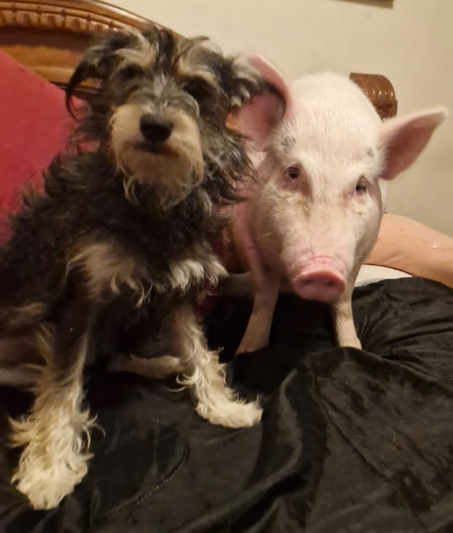 Camila es una de las perritas ganadoras del concurso de La Teja