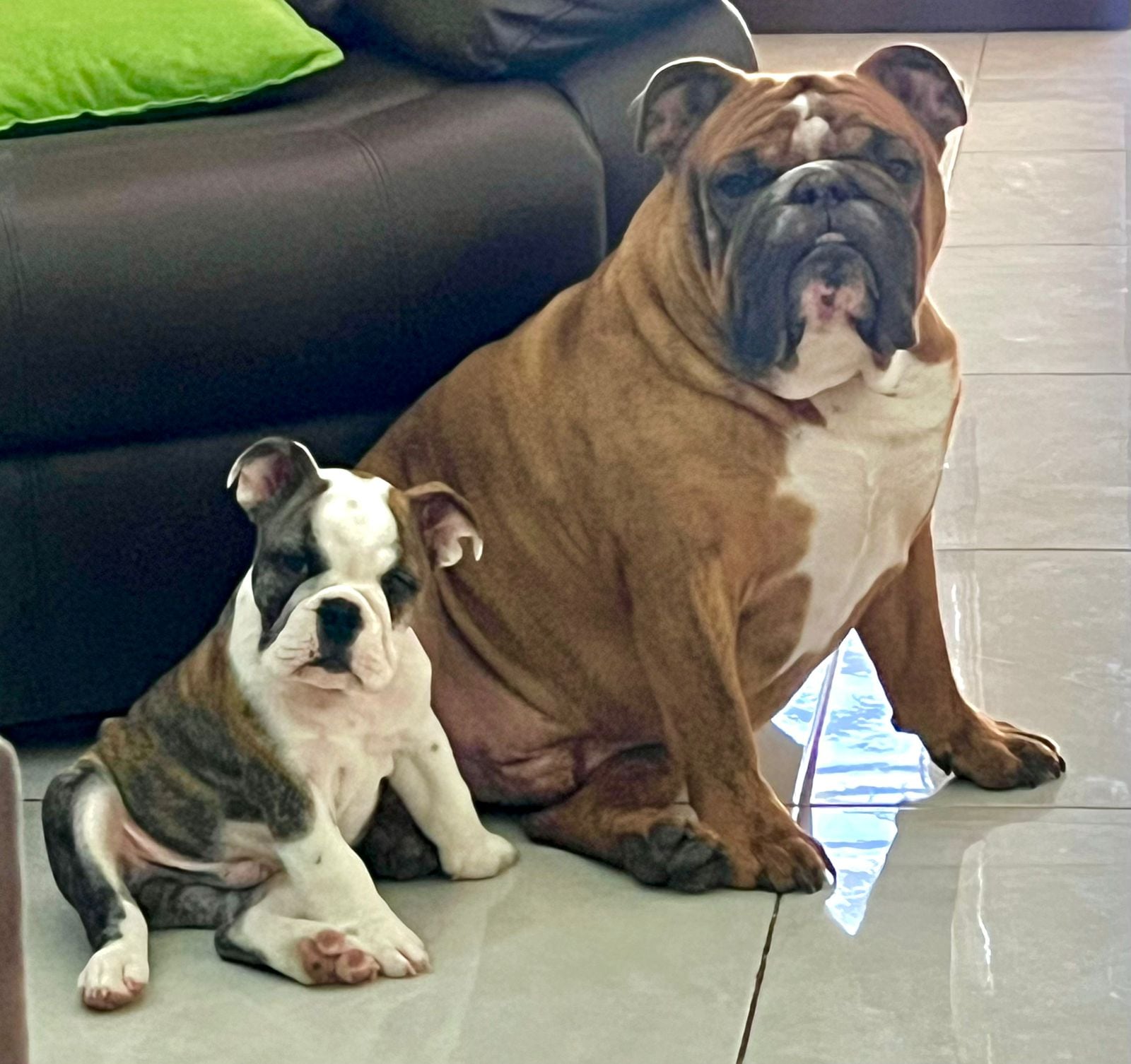 Cuando Rebeca Valverde Coronado vio por primera vez a Theo, su corazón se derritió. Aquel cachorrito bulldog inglés de apenas mes y medio de nacido llegó envuelto en un lazo de amor: fue el regalo de Navidad que su esposo, Guillermo Sánchez, le dio para cumplirle un sueño que tenía desde niña.