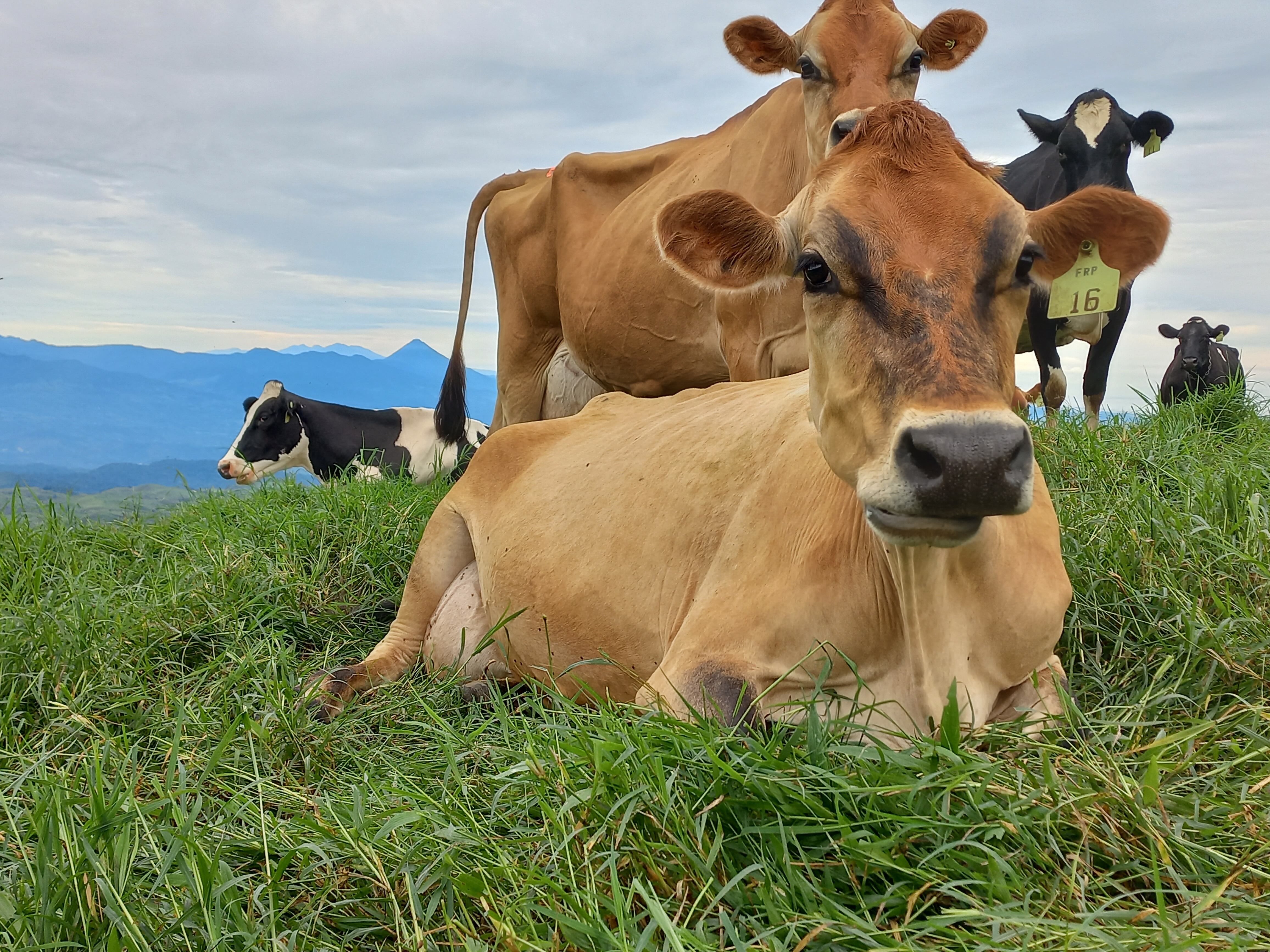 En el Día Mundial de la Leche, Alonso Rodríguez cuenta que no podría vivir si no es dedicándose a la ganadería. Cortesía.